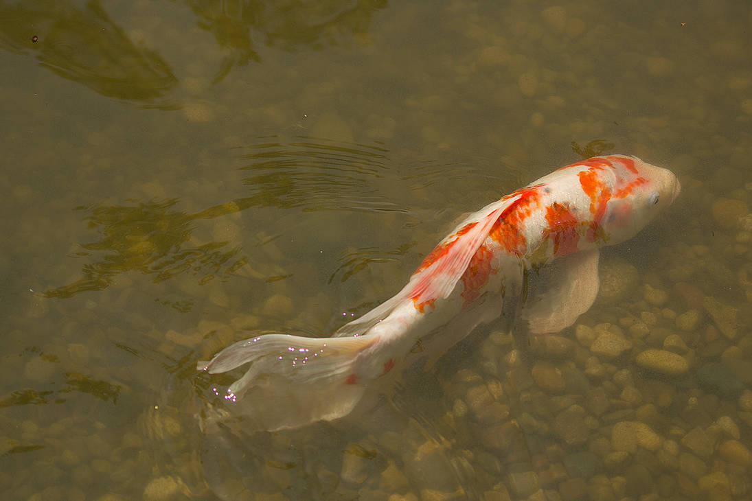 Koi Stock 5 by toshema