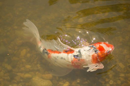 Koi Stock 8 by toshema