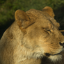 Sleepy Lioness Portrait - Stock