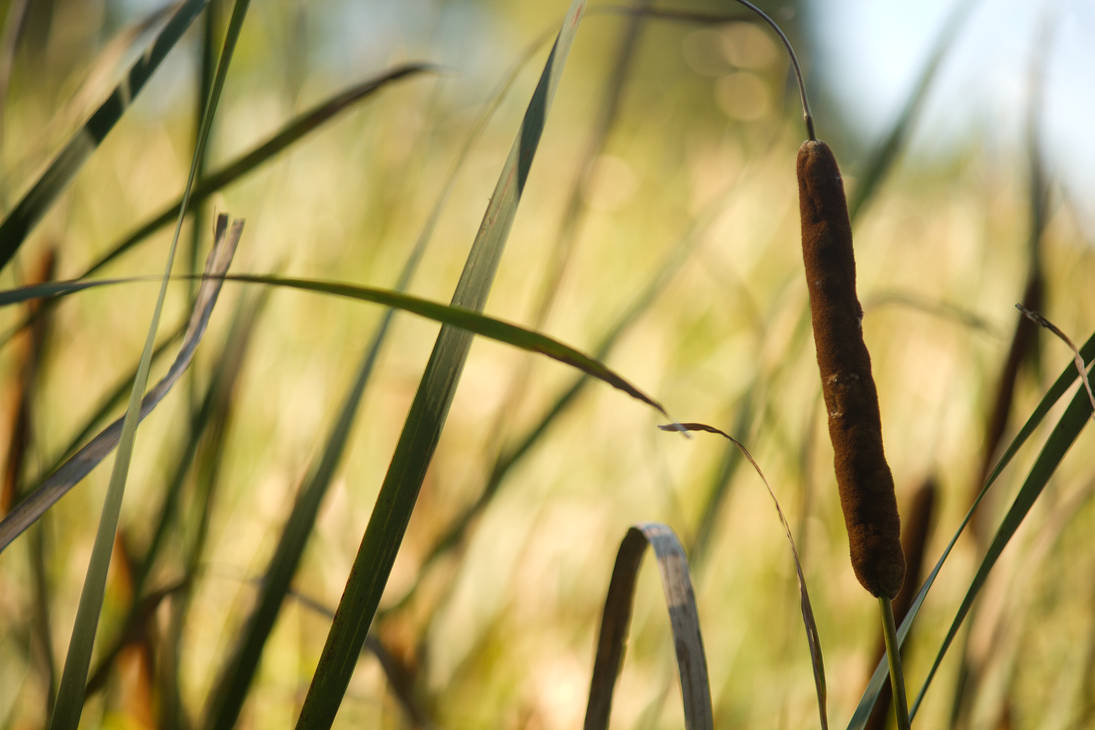 CatTails by CylindricalFawn on DeviantArt