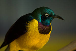 Golden Breasted Starling - 1