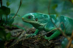 Fuji Island Iguana by CylindricalFawn