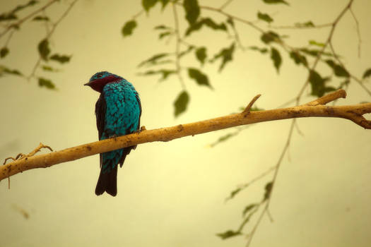 Spangled Cotinga