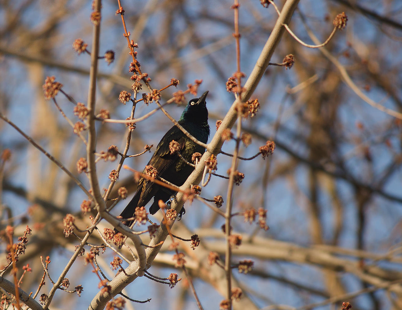 Common Grackle April - 2014 - 1