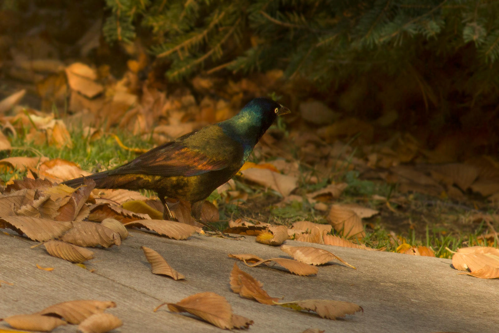 Common Grackle Oct - 27 - 2014 - 1