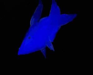 Blue fishy :D