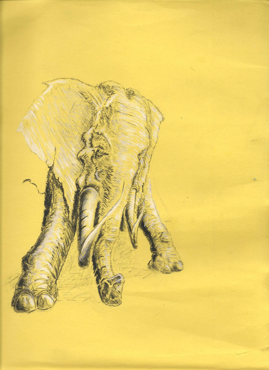 elephant