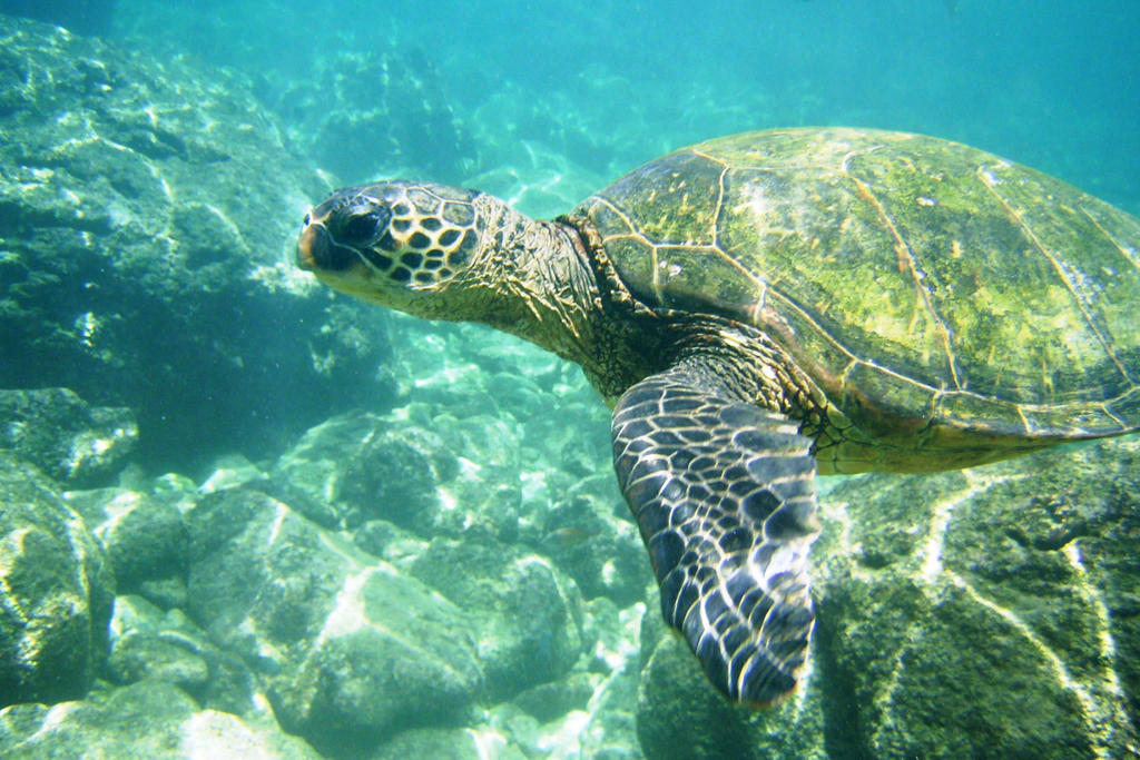 Sam Turtle Deviantart Sam the Seaturtle by hansomepete on DeviantArt