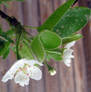 white blossoms