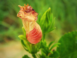 wilting -snail- flower