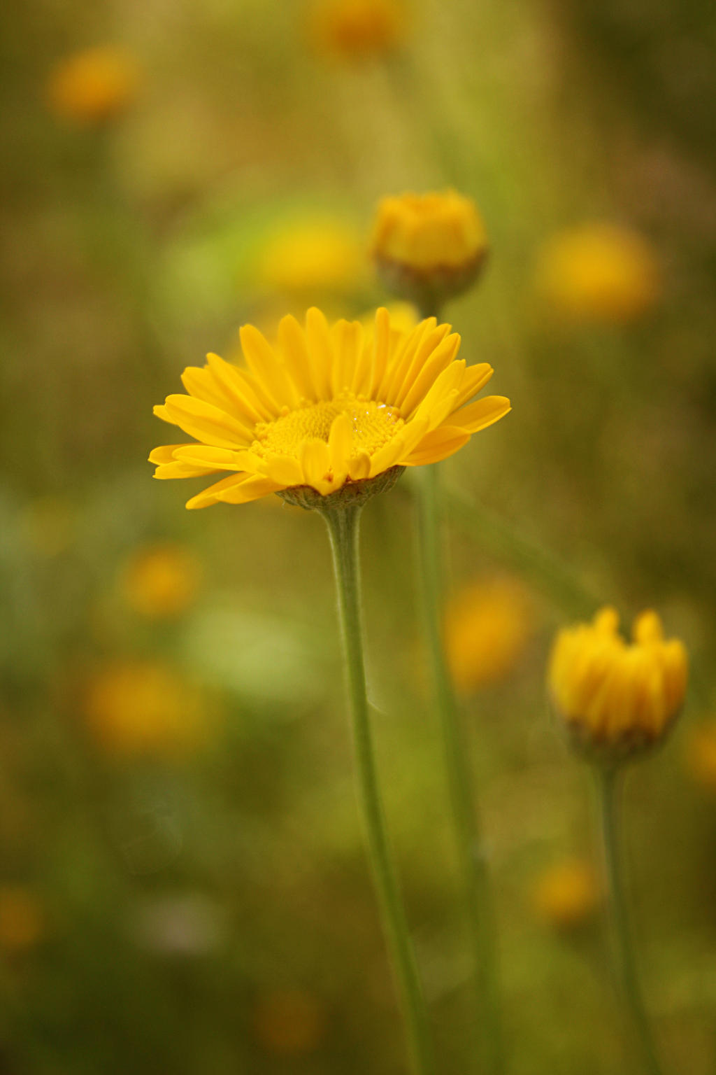 Summer Flower