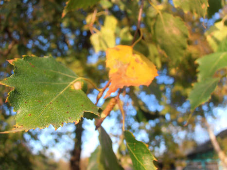 Autumn in my town