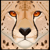 cheetah-face