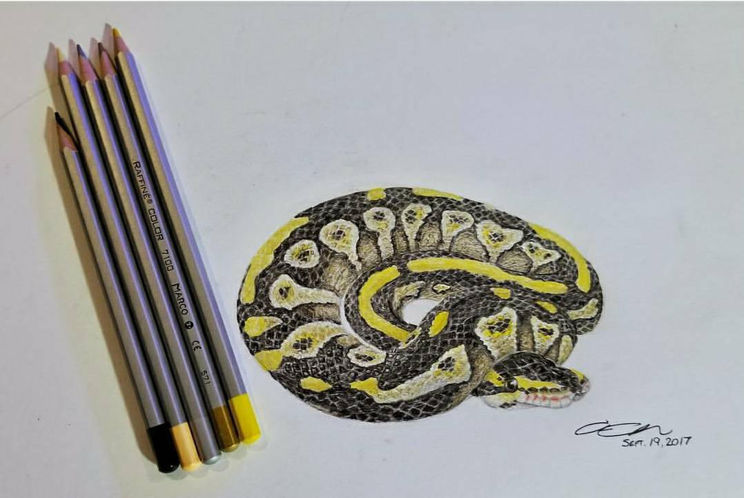 Ball Python Coloured Pencil Drawing by sleepysealstudios on DeviantArt