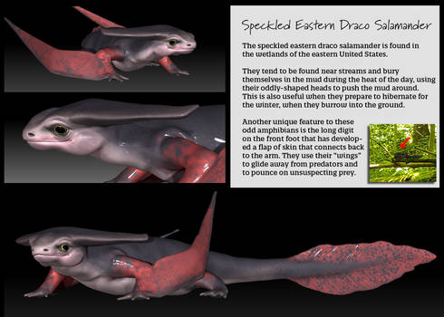 Speckled Eastern Draco Salamander aka Squibbins 04