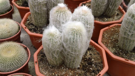 Hairy Cactus