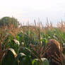 Children of the Corn.