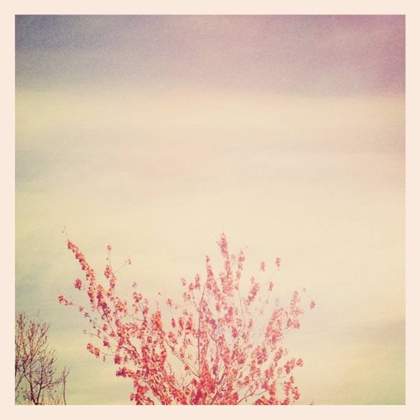 Red Tree, Blue Sky