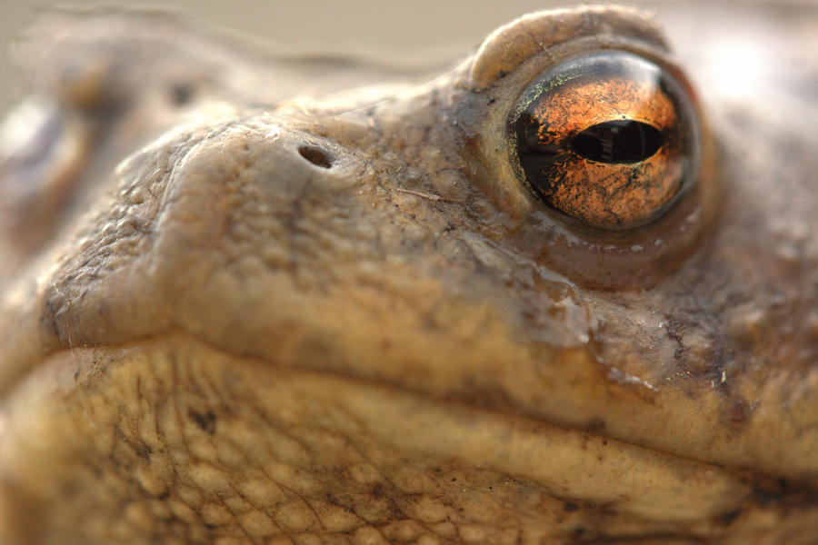 Toad face by cathy001 on DeviantArt