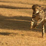 King Cheetah on the run