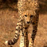 Here comes Mr Cheetah