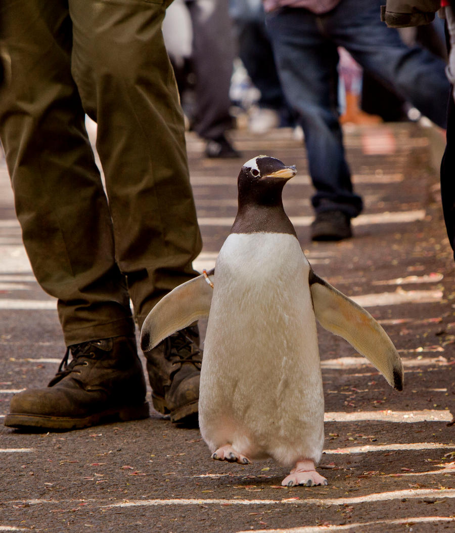 Penguin March