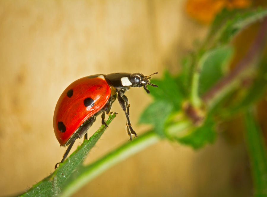 Ladybird Stretch