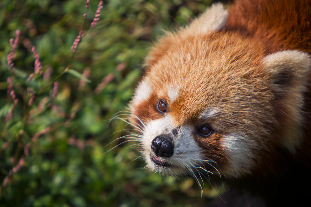 Red Panda