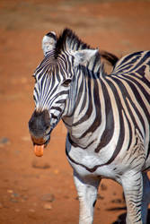 Rude Zebra