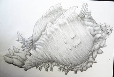 Conch Shell