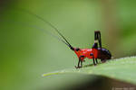 Tiny Red Cricket by garion