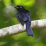 Greater Racquet-tailed Drongo