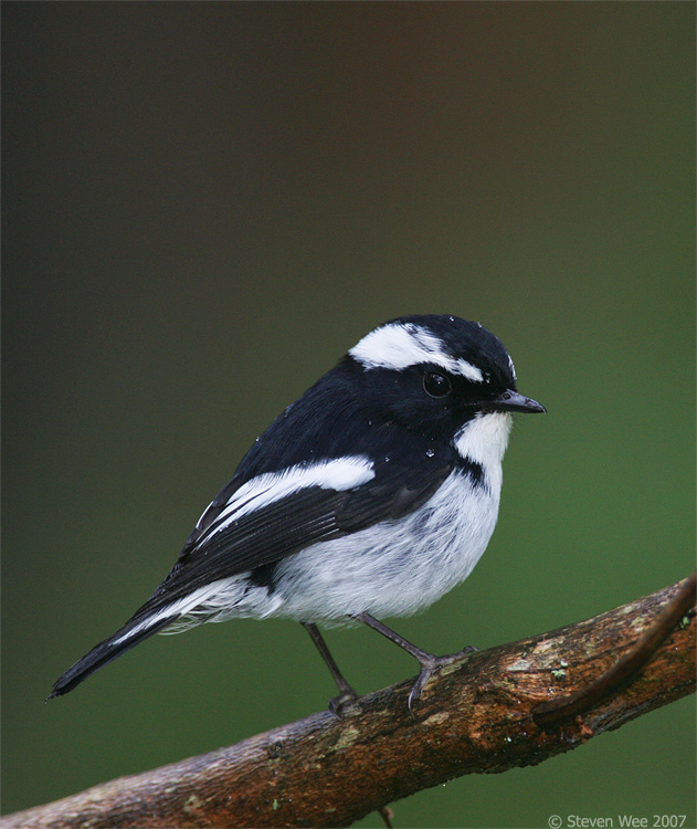 Little Pied Flycatcher