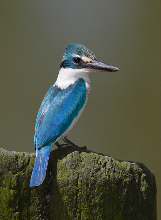 King of the Rock