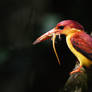 Jewel of the Forest II