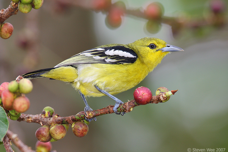 Common Iora