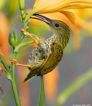 Streaked Spiderhunter