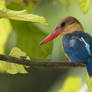 Stork-billed Kingfisher