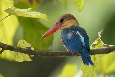 Stork-billed Kingfisher