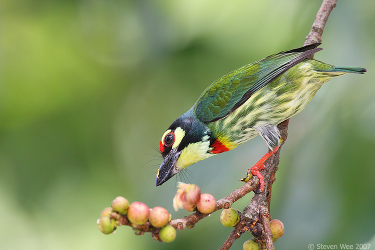 Coppersmith Barbet