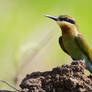 Basking Bee Eater Redux