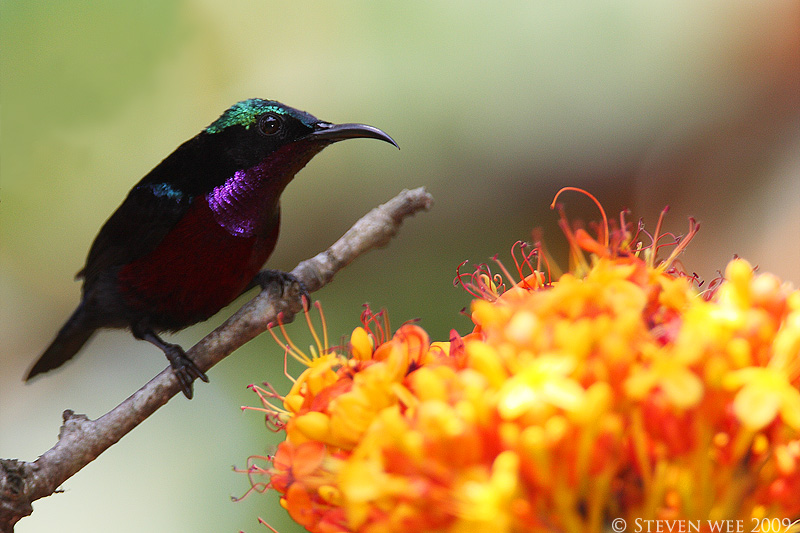 Purple throated Sunbird 01