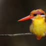 Black-backed Kingfisher 01