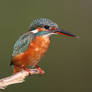 Golden Light Kingfisher