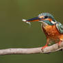 Fresh Catch