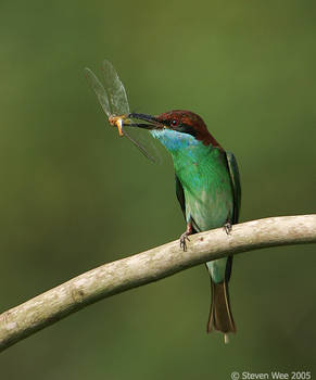 Blue-Throated Bee Eater 01