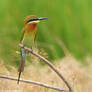 Blue-tailed Bee Eater 01