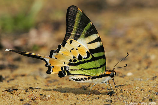 Five bar Swordtail butterfly