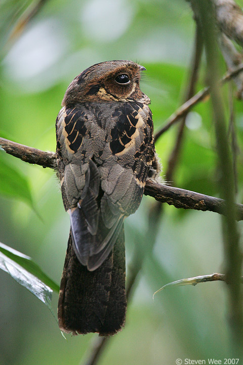 Large-tailed Nightjar