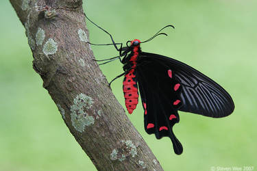 Black Rose Butterfly